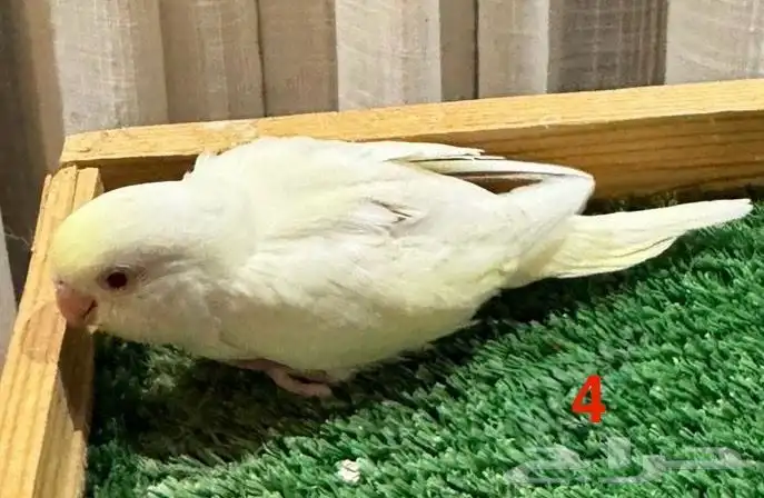 فروخ بادجي غر 2