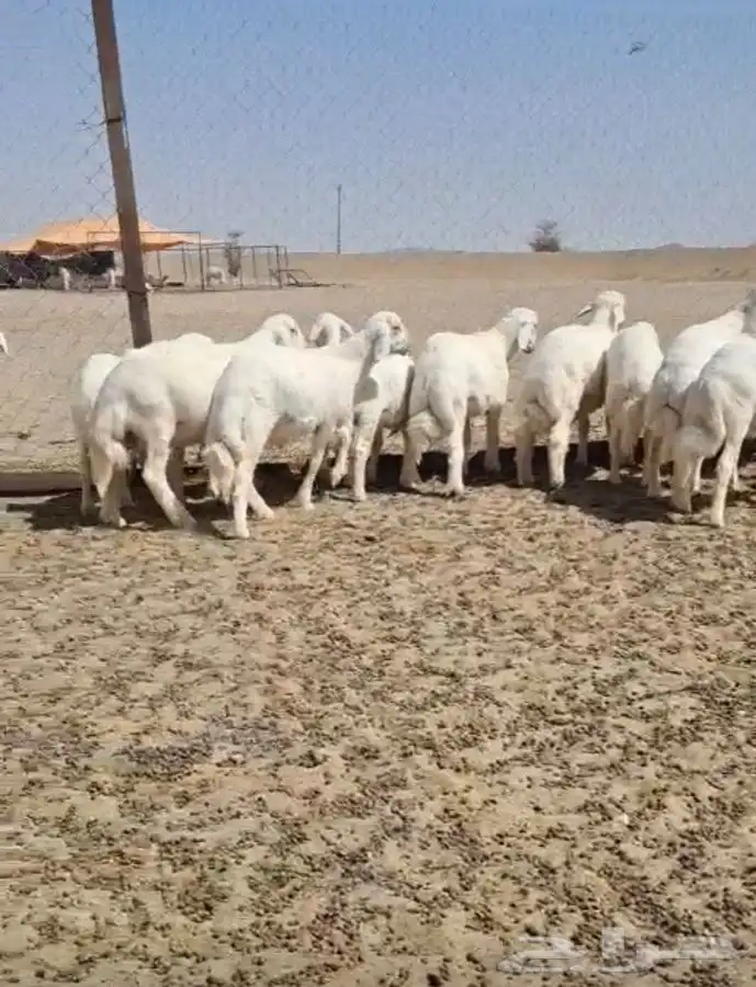 بهم للبيع 6