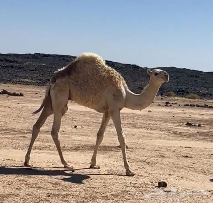 قعدان للبيع 1