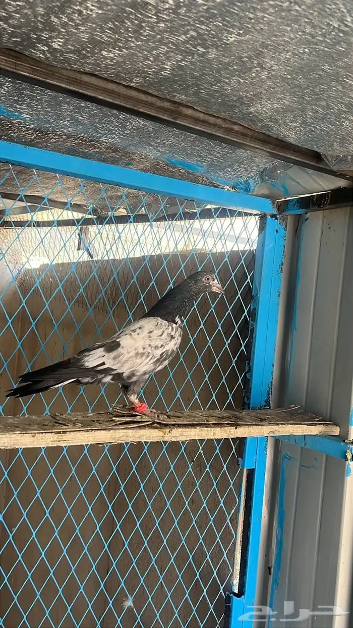 حمام باكستاني 4