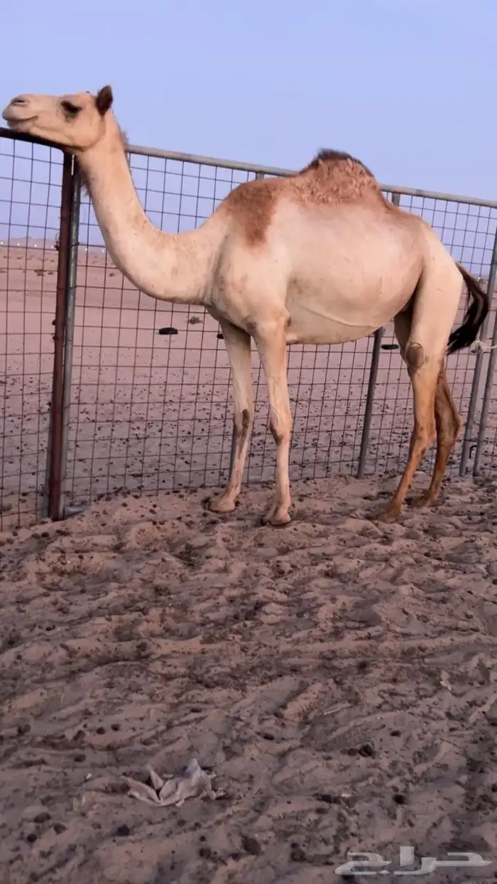بكره بكر بنت الاعور جمل القرشي اختها مبيوعه بمليون ونص 0