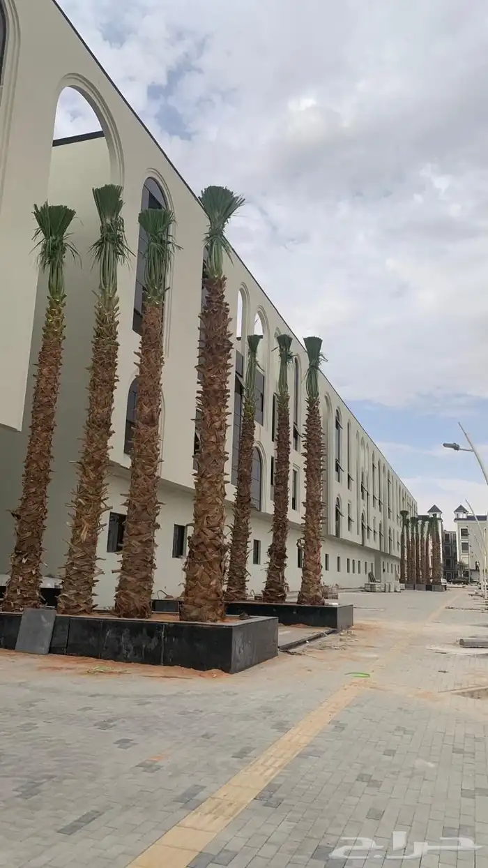 نخل واشنطونيا نخل زينه نخل للبيع 4