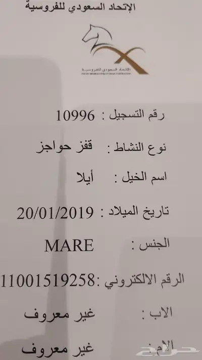 فرس انجليزيه للبيع 0