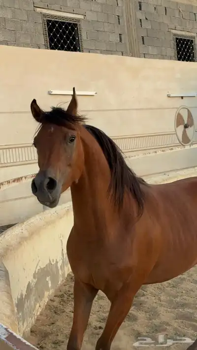 مهر واهو شيخ 2
