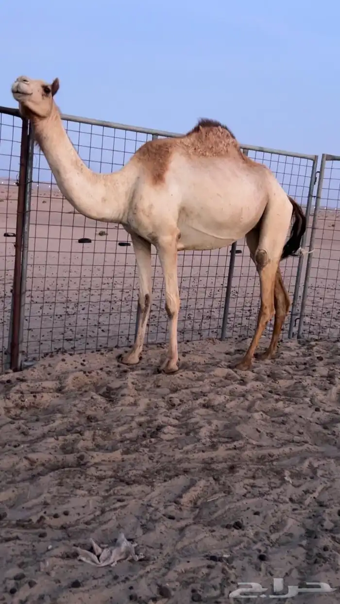 بكره بكر بنت الاعور جمل القرشي اختها مبيوعه بمليون ونص 1