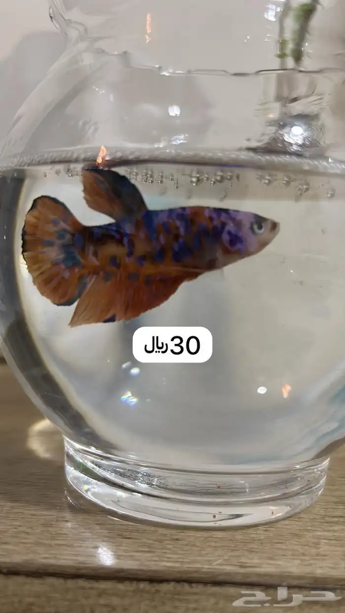 اسماك فايتر 1