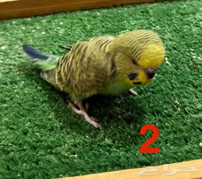 فروخ بادجي غر 0