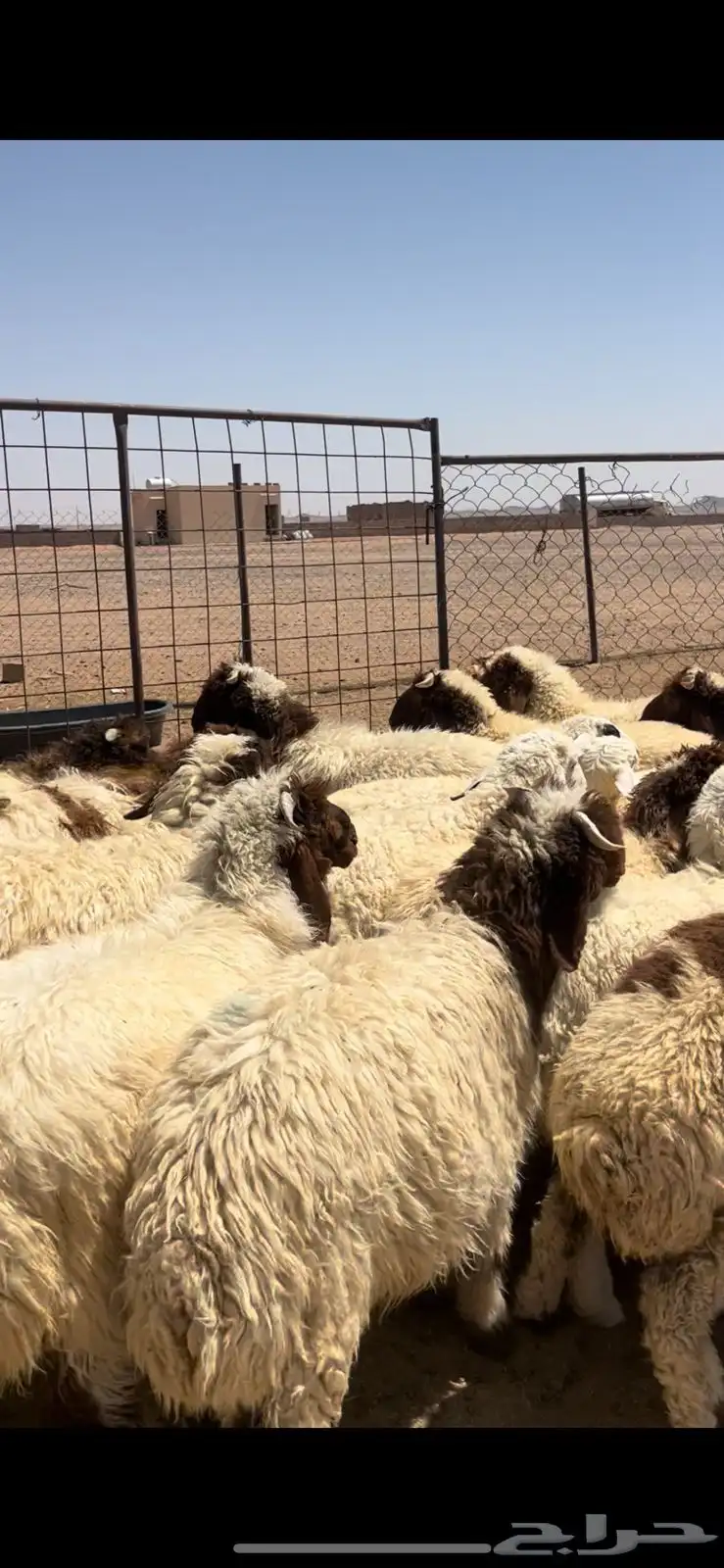 خرفان نعيم 5