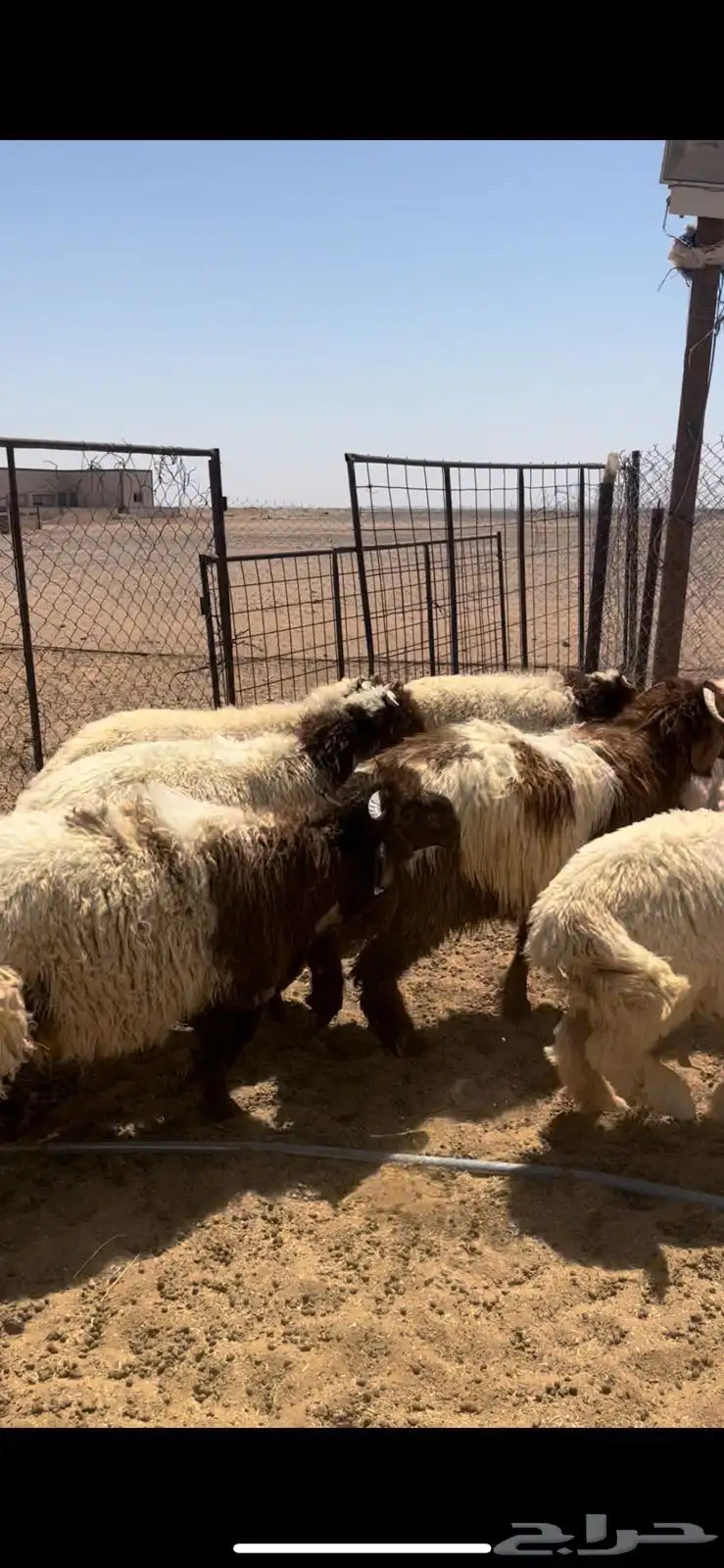 خرفان نعيم 3