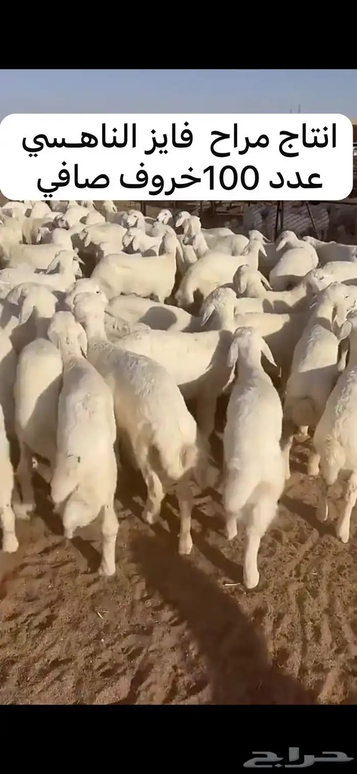 بهم مراح واحد عدد 100 0