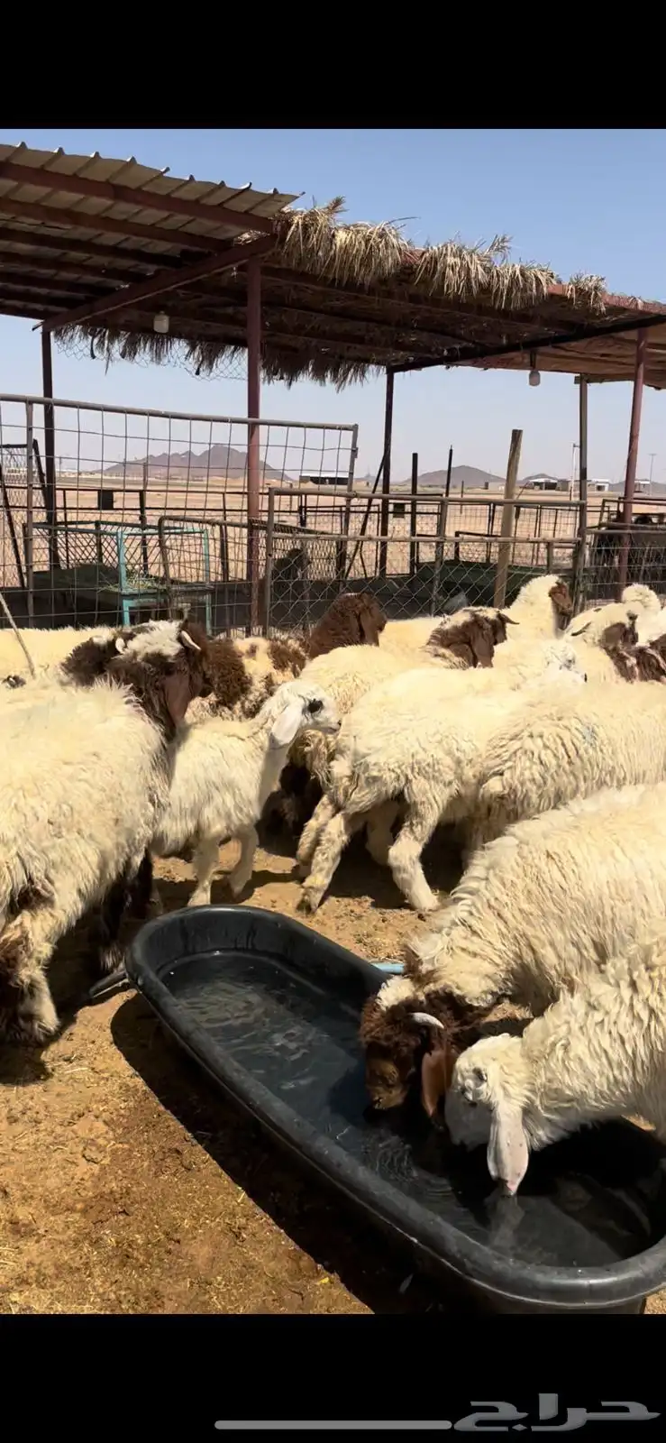 خرفان نعيم 4