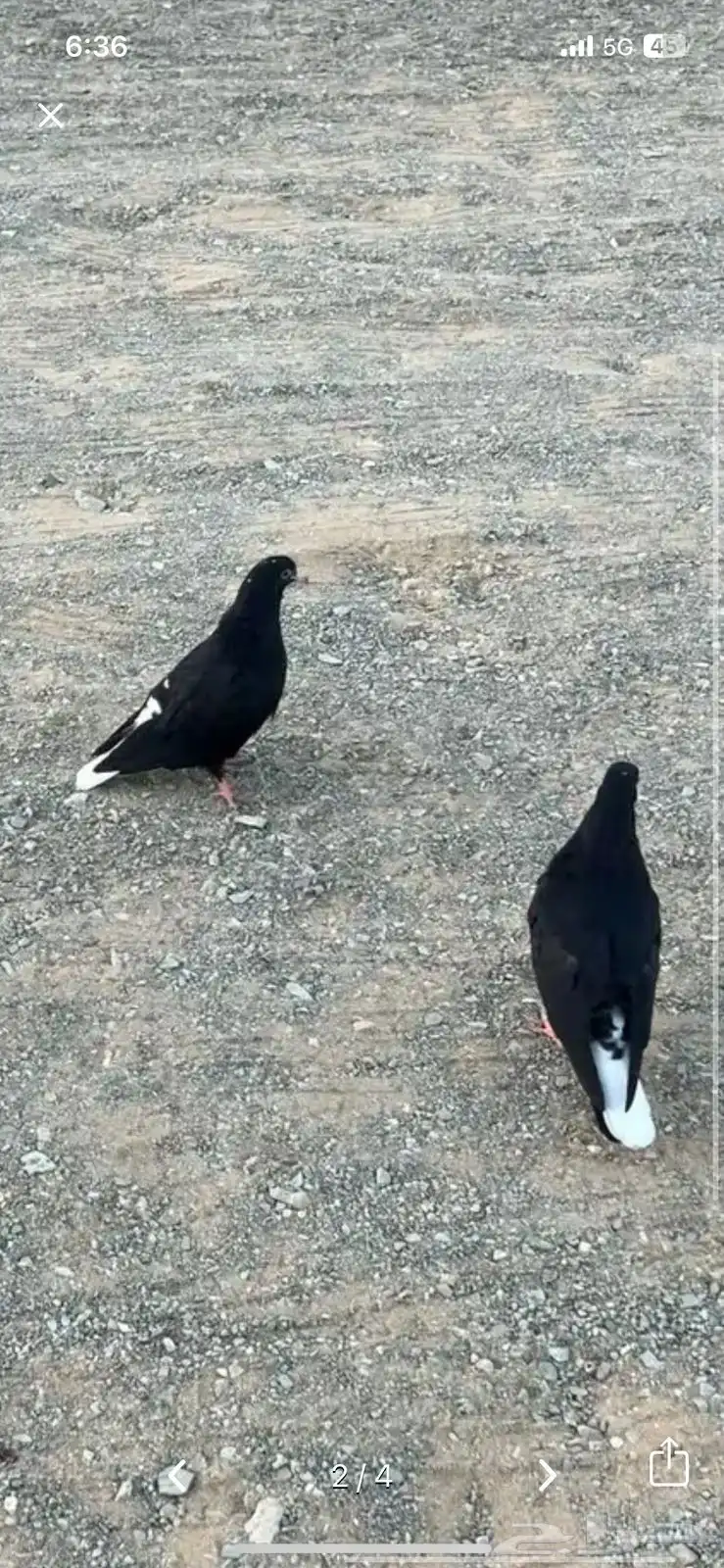 حمام قطيفي للبيع الموقع املج 0