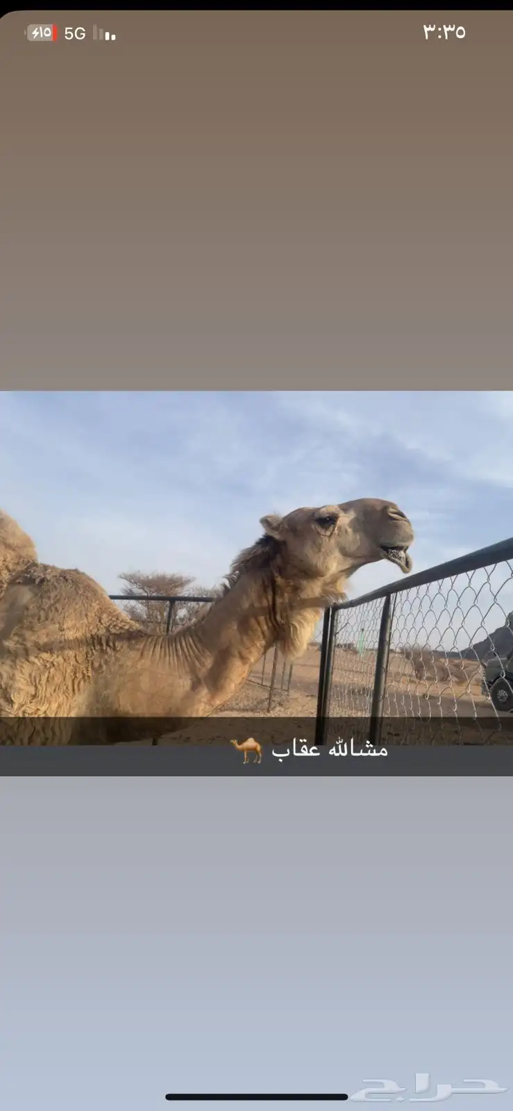 البيع ابل كفو عداده 10 بفحله فيه خلفه 8 إلقاح تنج وبعير كفو 0