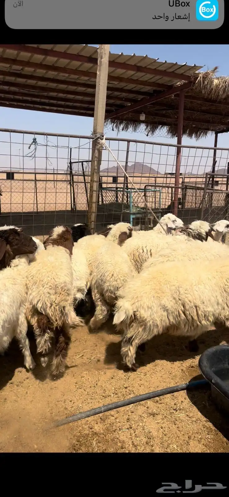 خرفان نعيم 0