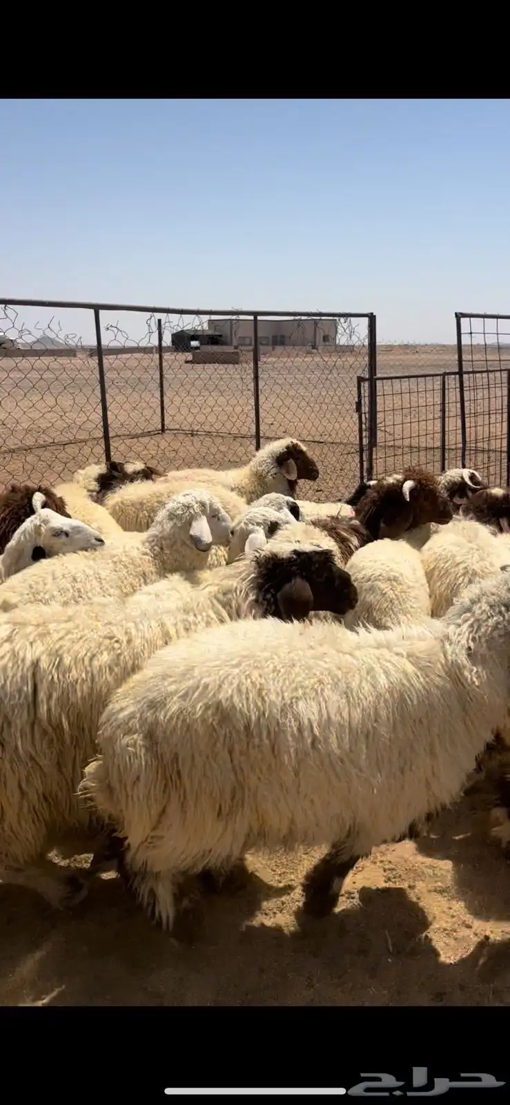 خرفان نعيم 2
