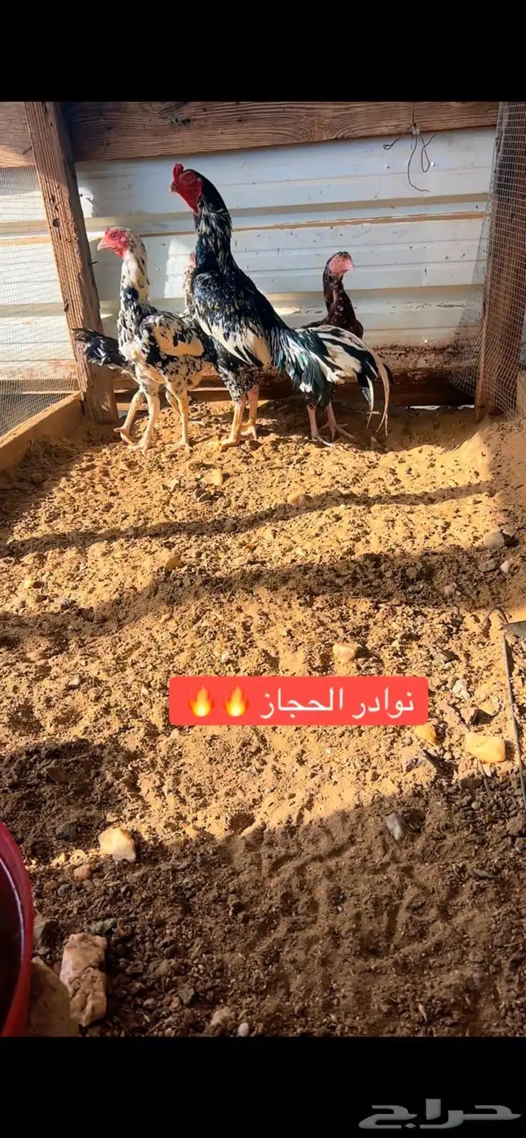 بيض وصوص شامو الماني ويباني وسندي 8