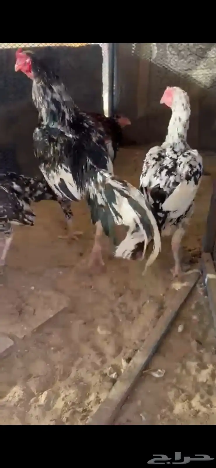بيض وصوص شامو الماني ويباني وسندي 0