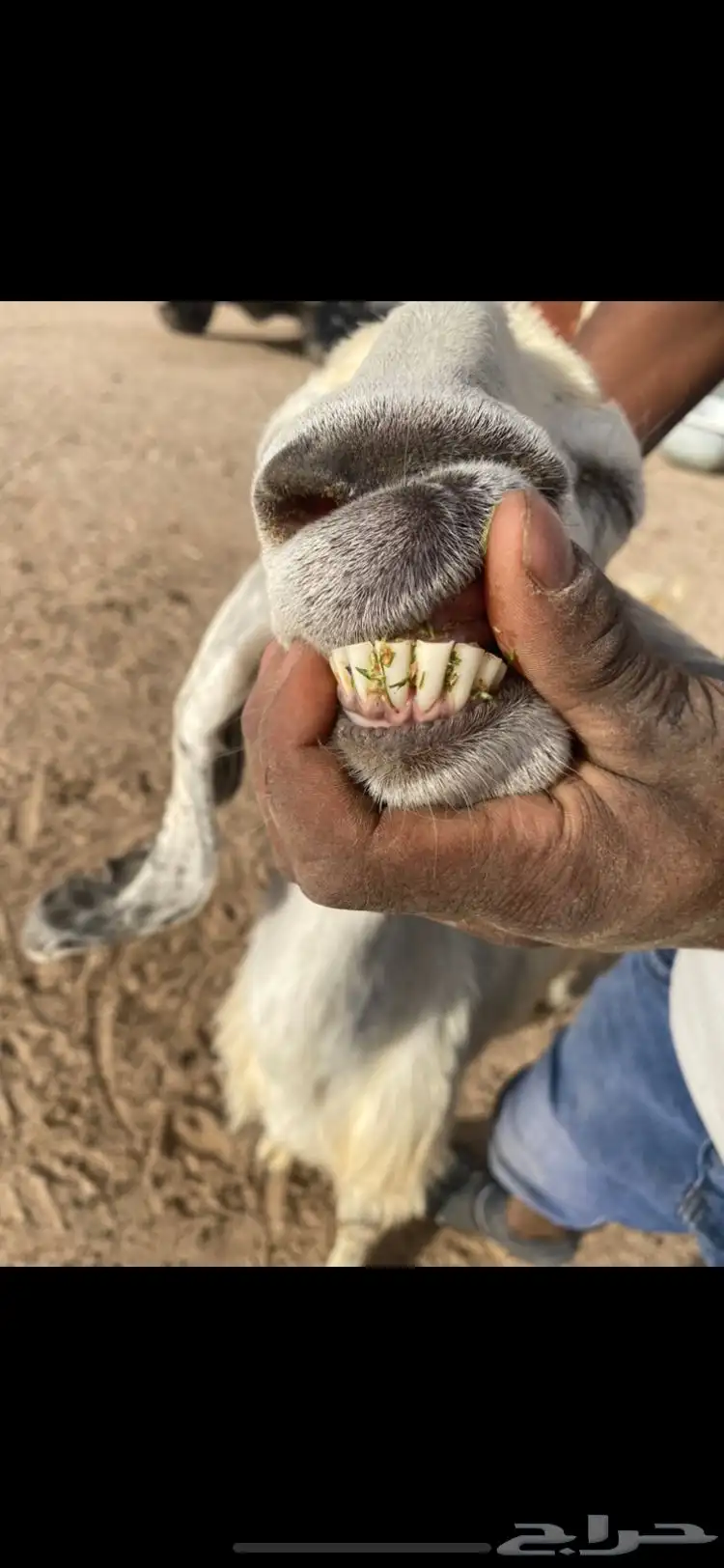 معزاعارضيه ومشروكه رغايث عياله ذبايح سن وديد وروم 2 4