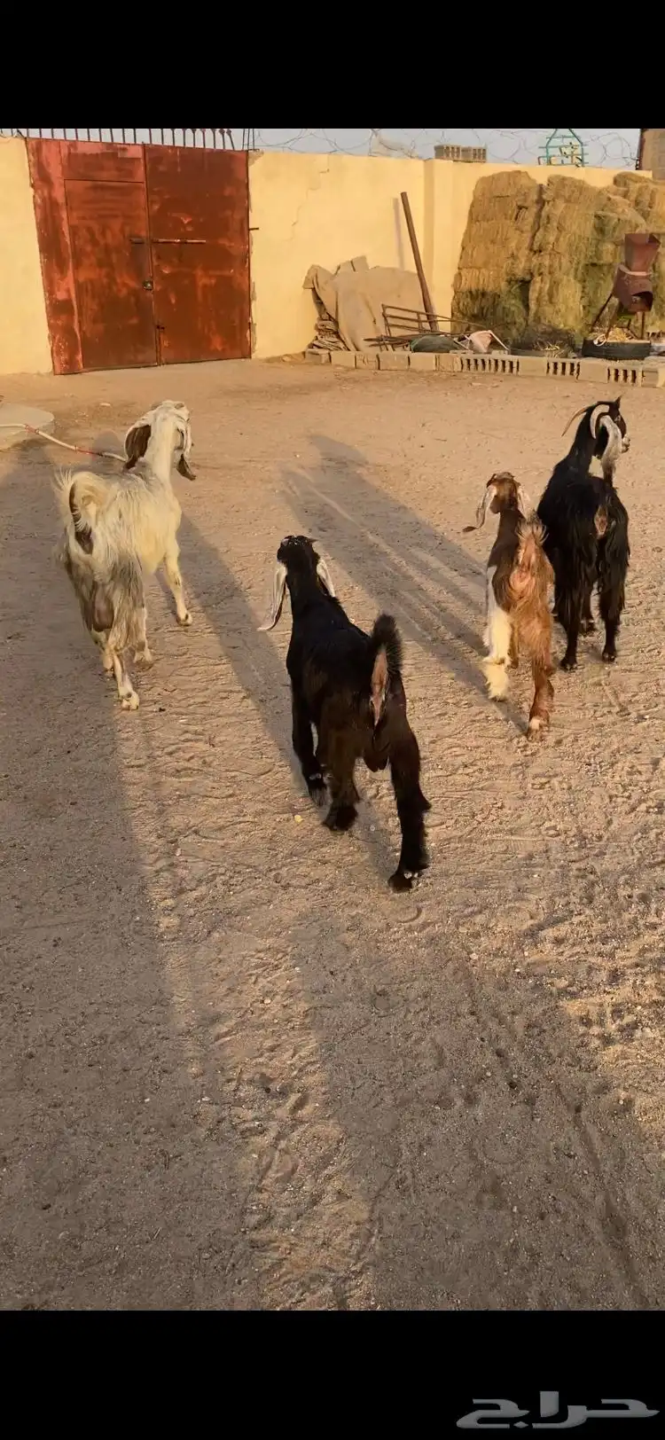 معزاعارضيه ومشروكه رغايث عياله ذبايح سن وديد وروم 2 0