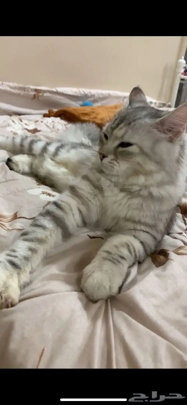 بسه شيرازيه للتبني جدة 0