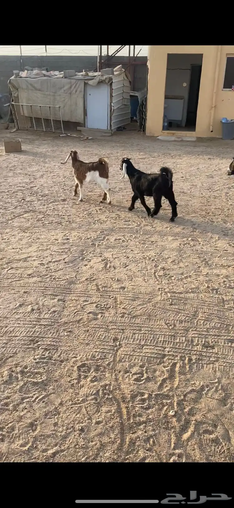 معزاعارضيه ومشروكه رغايث عياله ذبايح سن وديد وروم 2 5