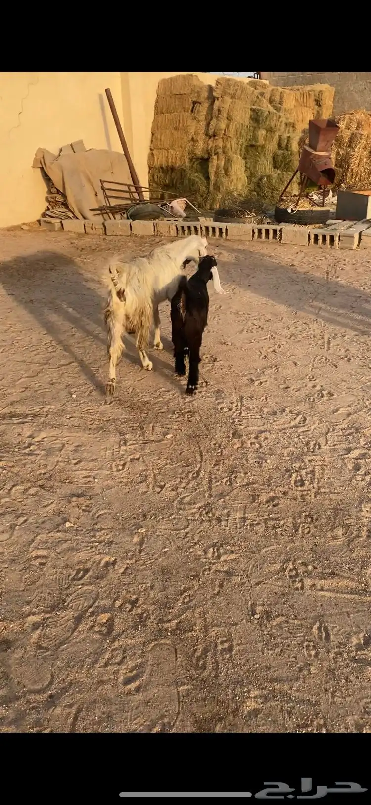 معزاعارضيه ومشروكه رغايث عياله ذبايح سن وديد وروم 2 1