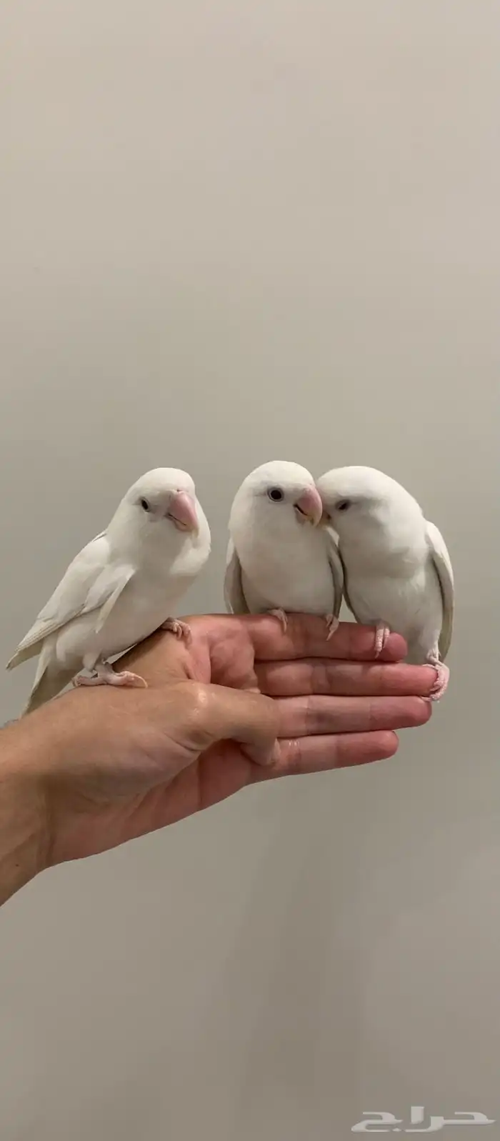 3 روز البينو عيون حمر 3