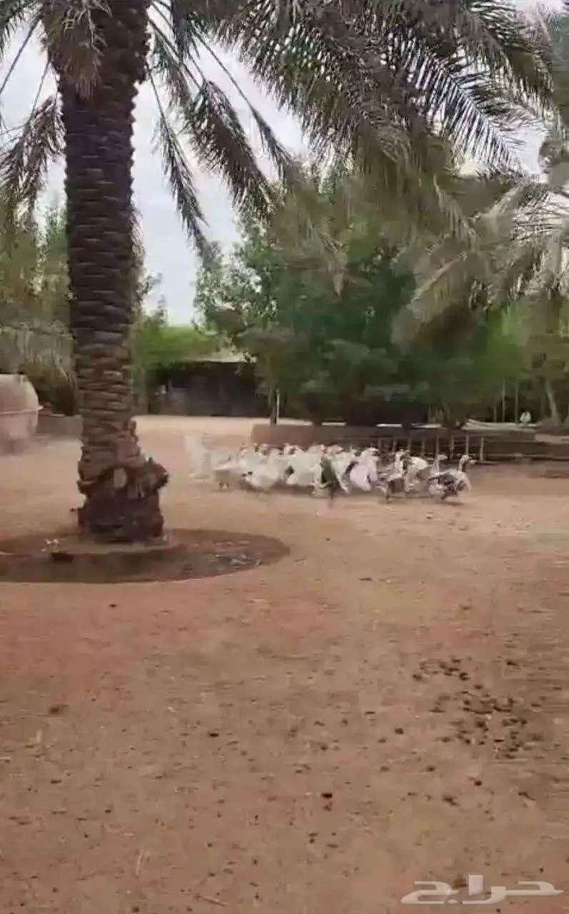 وز للبيع 4