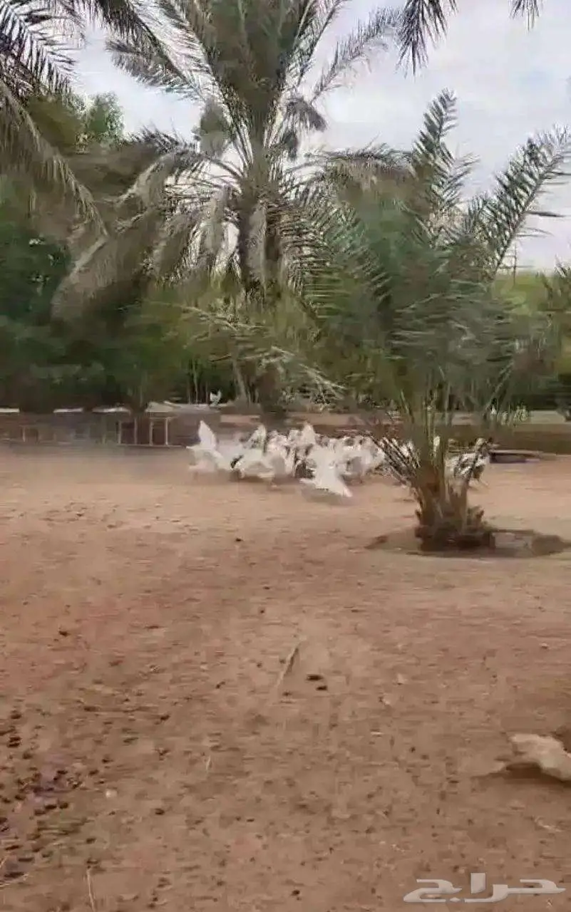 وز للبيع 1