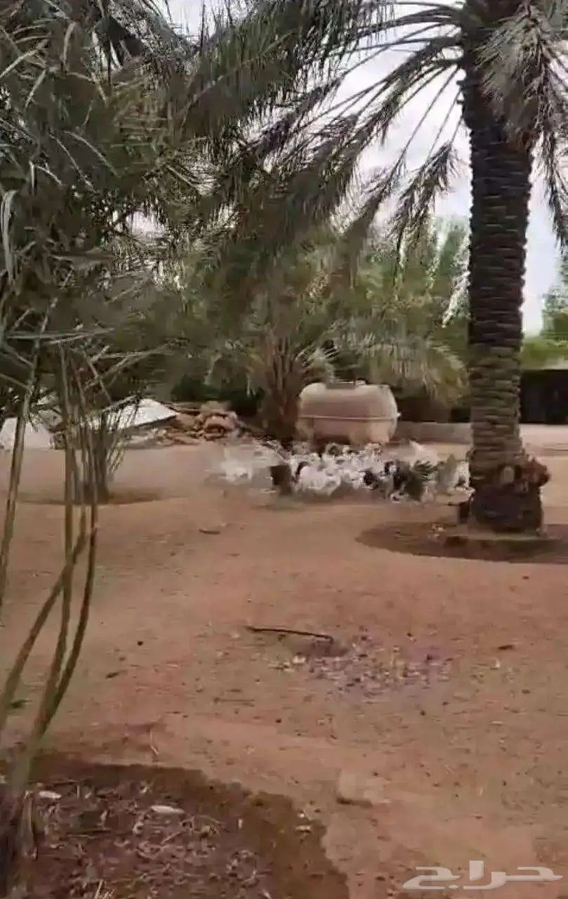 وز للبيع 0