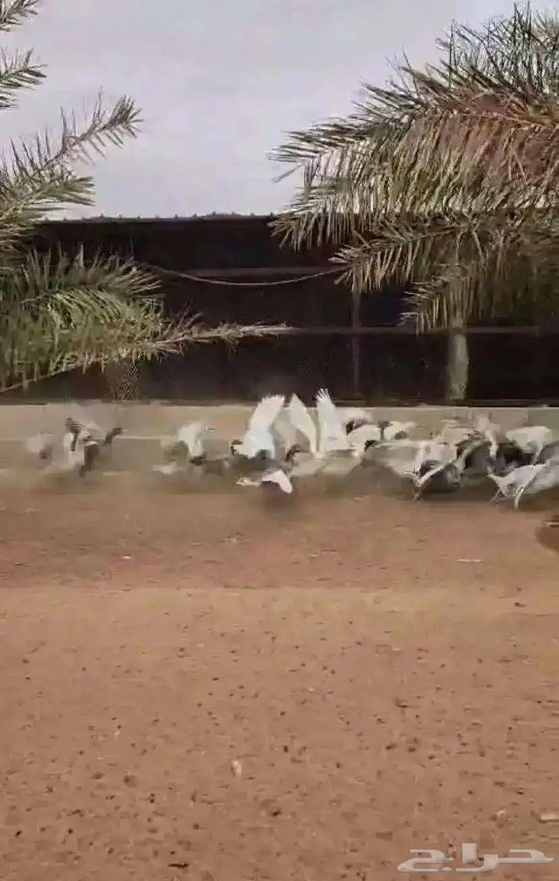 وز للبيع 3
