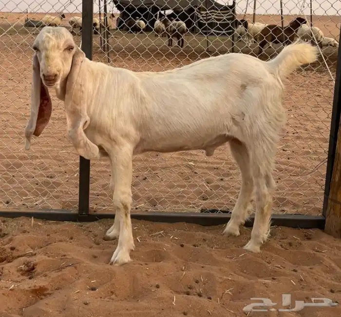 مشروع فحل ابرص 2