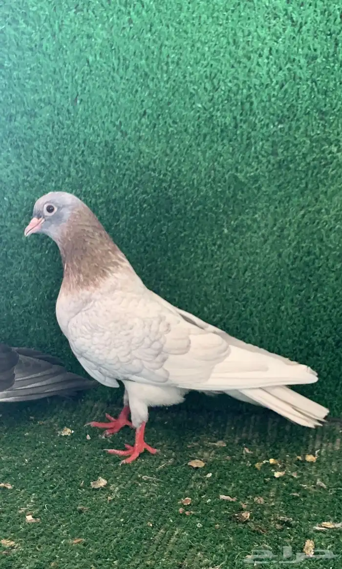 صنعاني صنعاوي 0