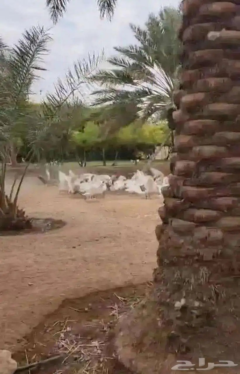 وز للبيع 2