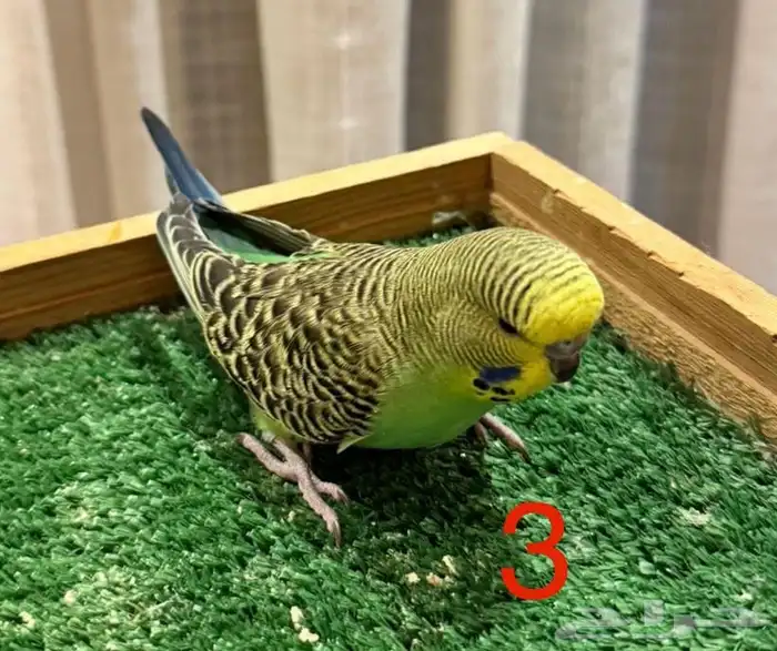 فروخ بادجي غر 1