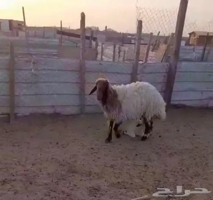 تم البيع للبيع نعيميه جرم طيب صنف تحتها خروف 0