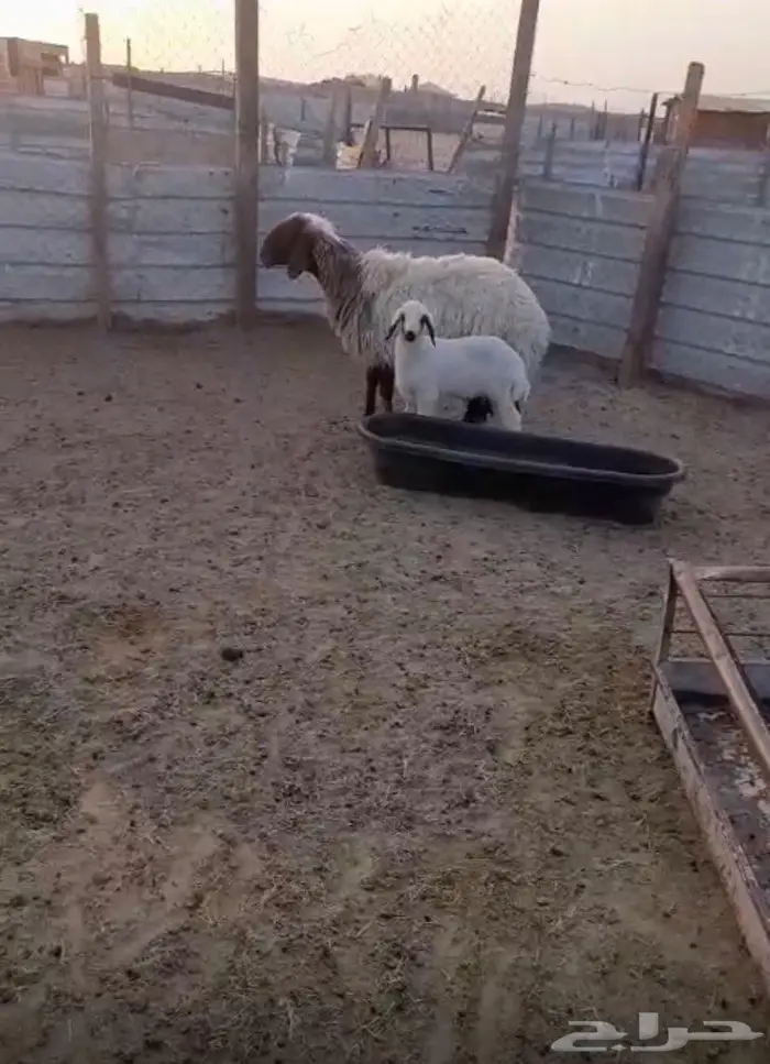 تم البيع للبيع نعيميه جرم طيب صنف تحتها خروف 2