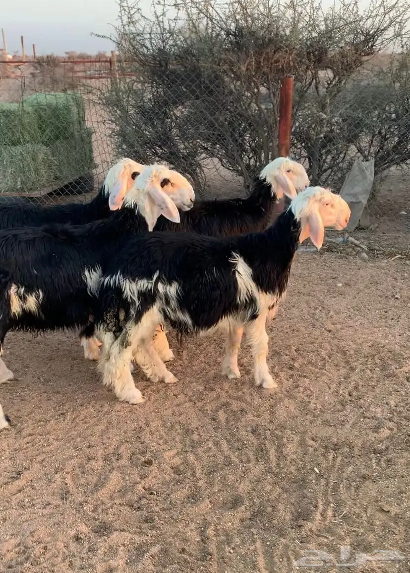 طليان نجد 0