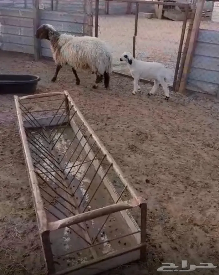 تم البيع للبيع نعيميه جرم طيب صنف تحتها خروف 5
