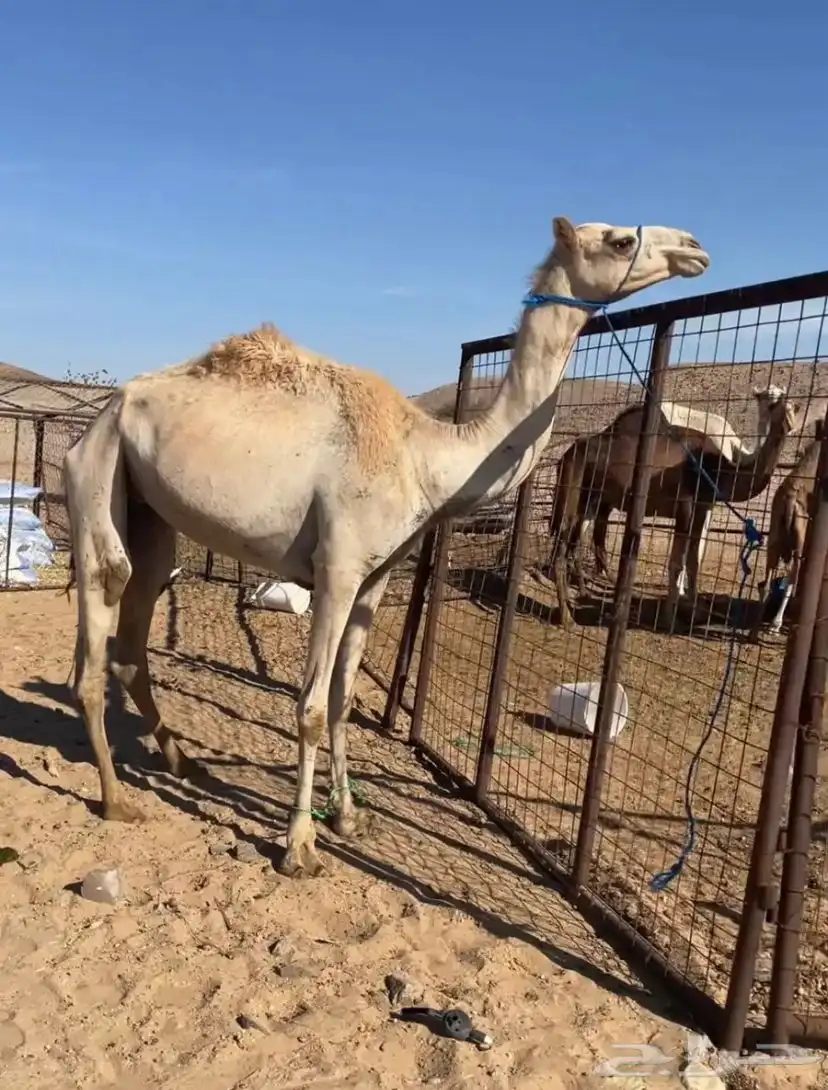 بكره هجن للبيع او البدل بغنم 0