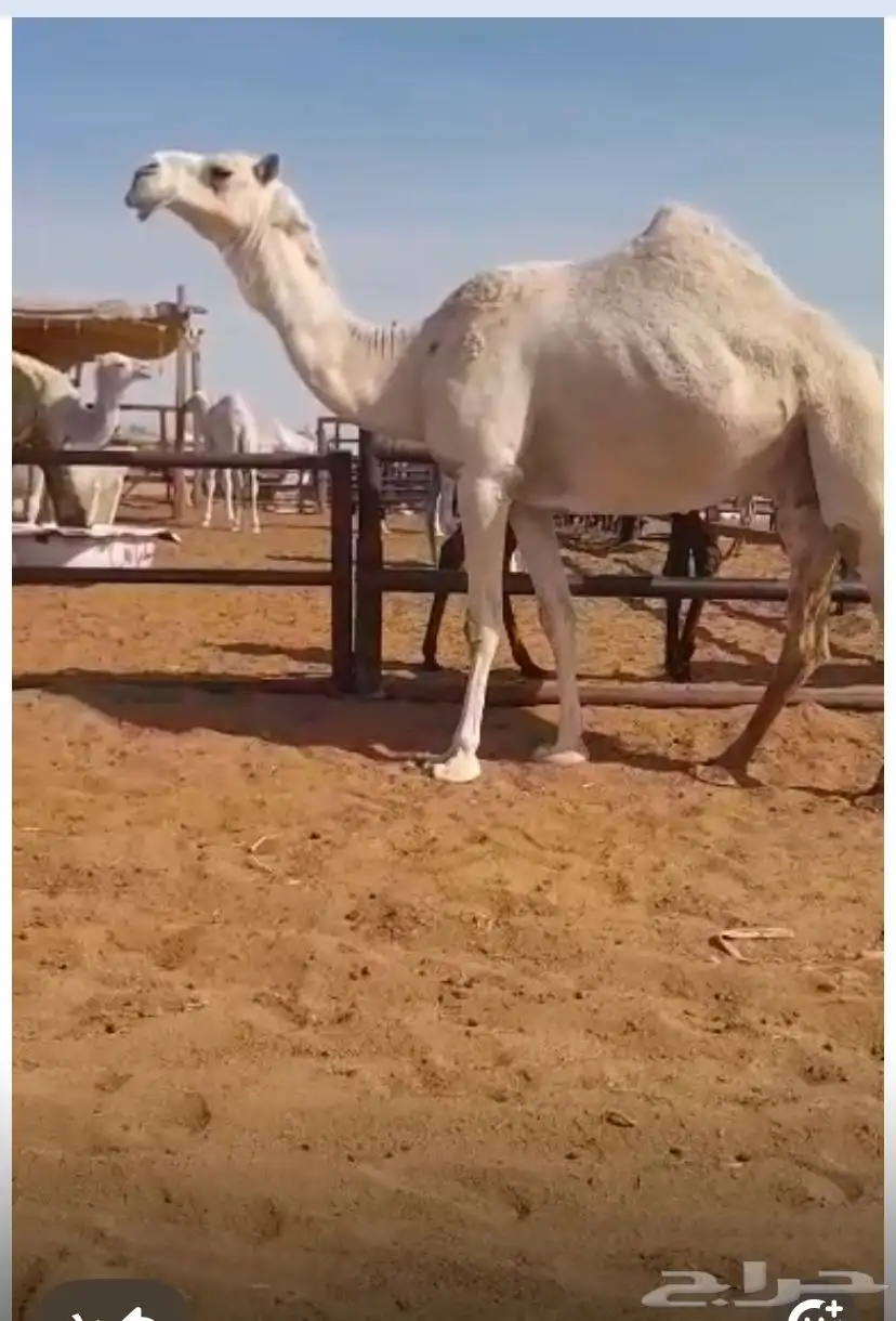 ناقه شقحاء طيبه لقحه سننها توها شاقه 1