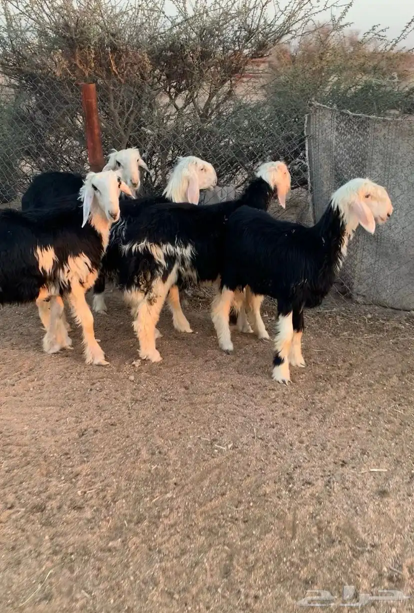 طليان نجد 3