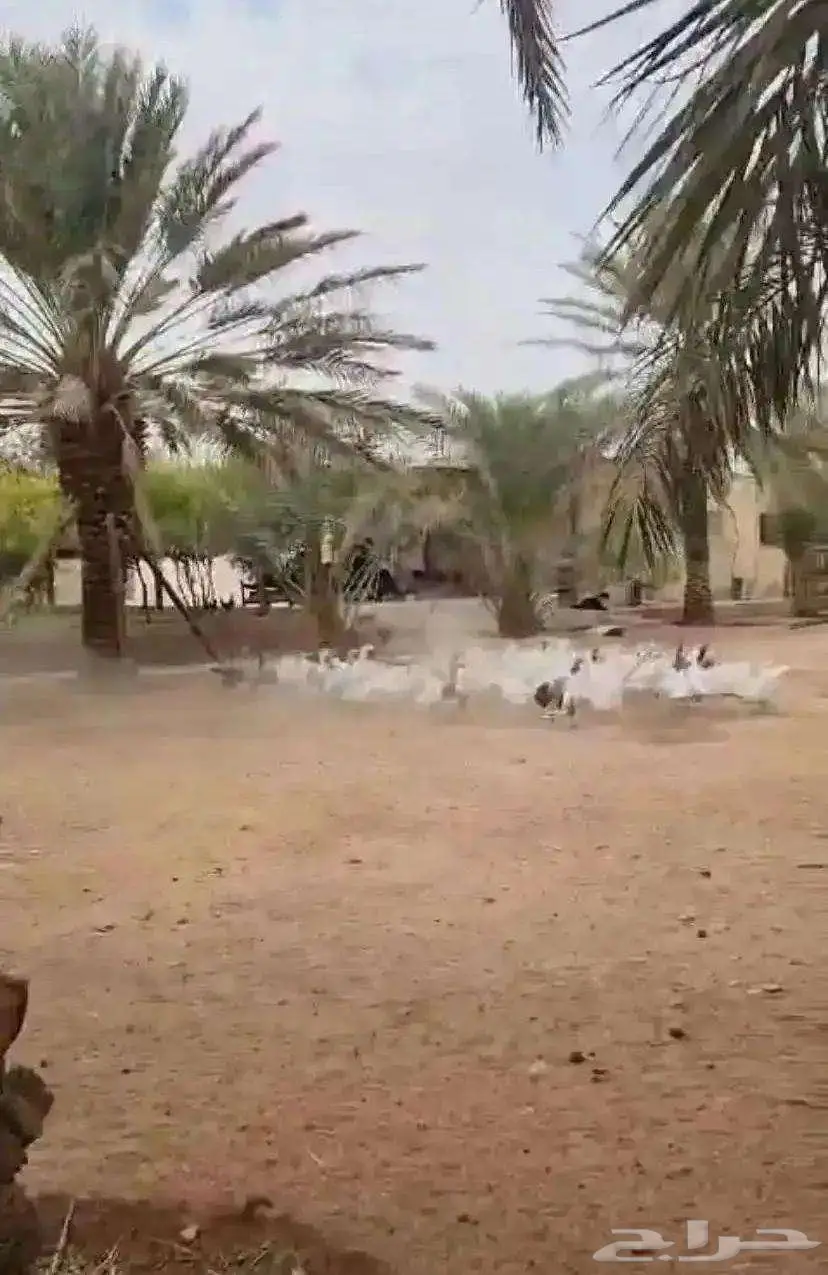 وز للبيع 5