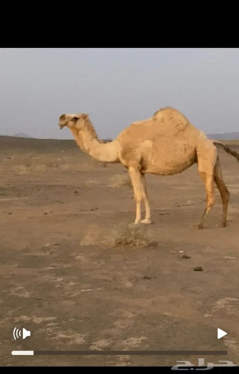 ناقه لقحه 0