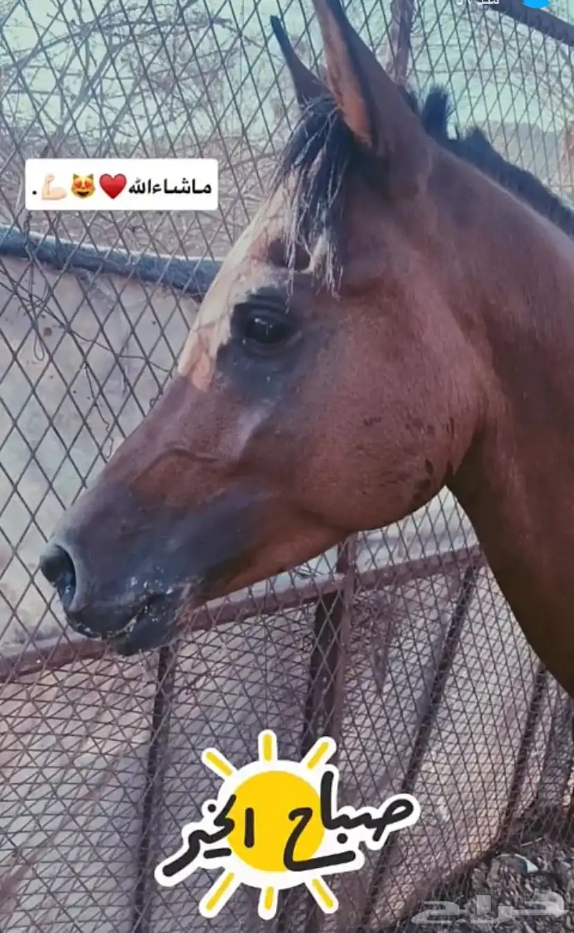 خيل 5