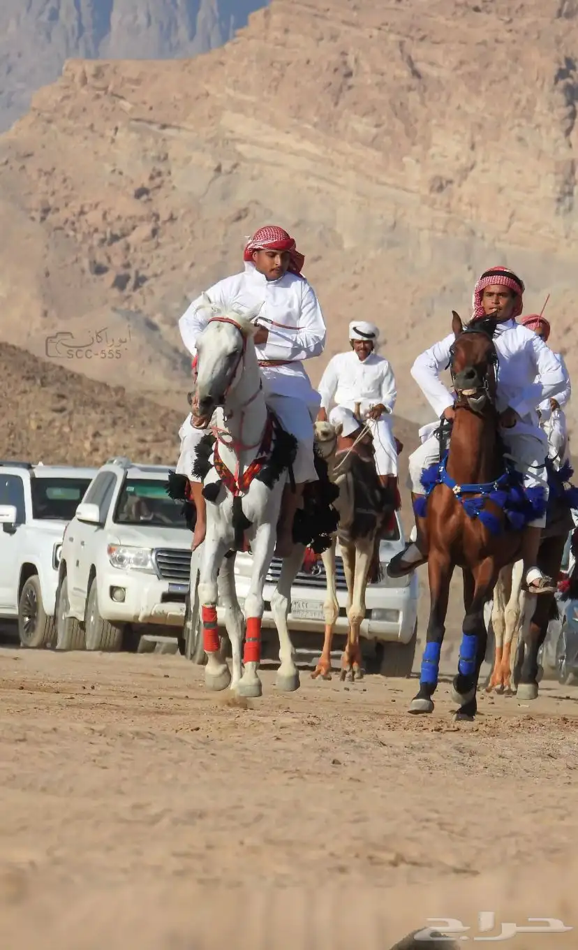 خيل 3