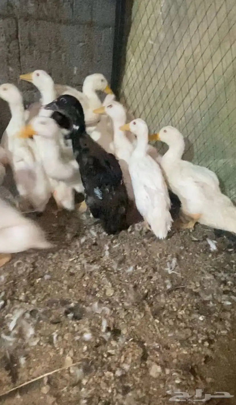 بط بكيني 0