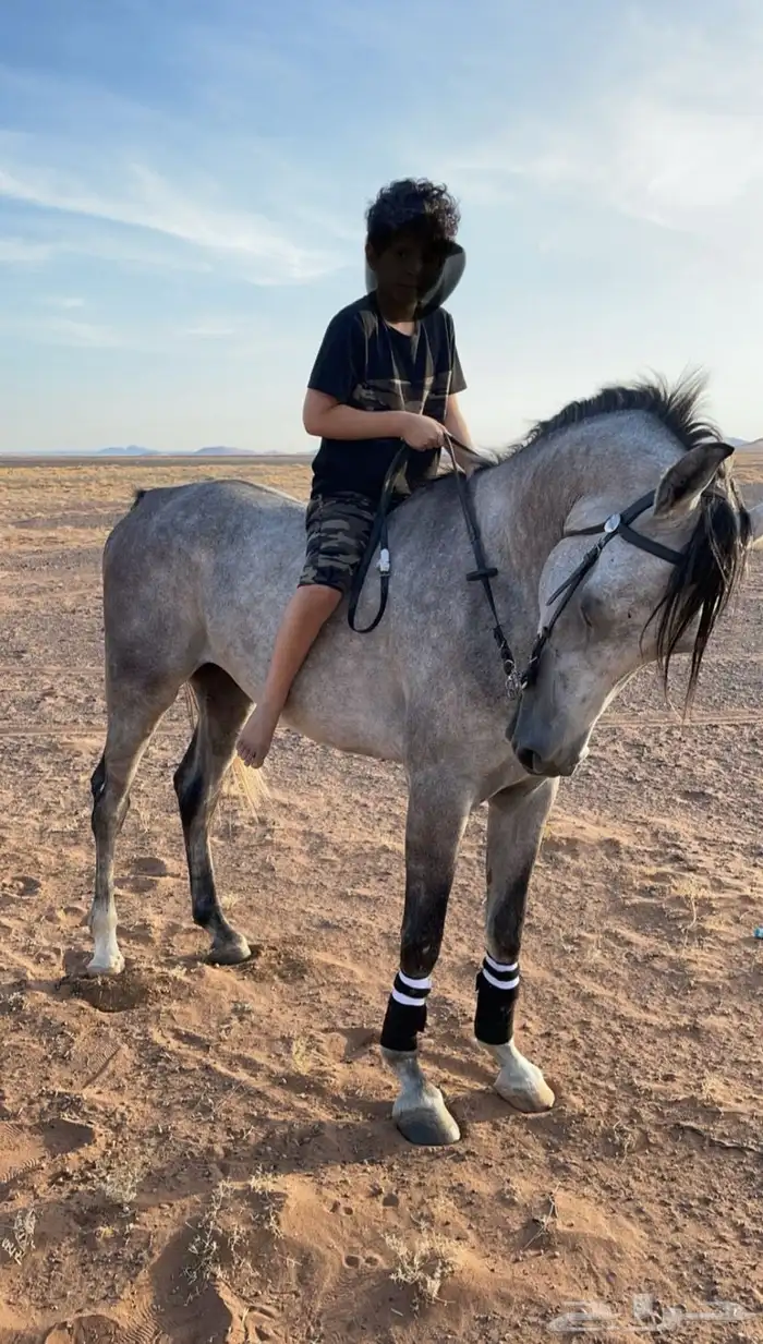 حصان قطعه فاخره شعبي ا 4