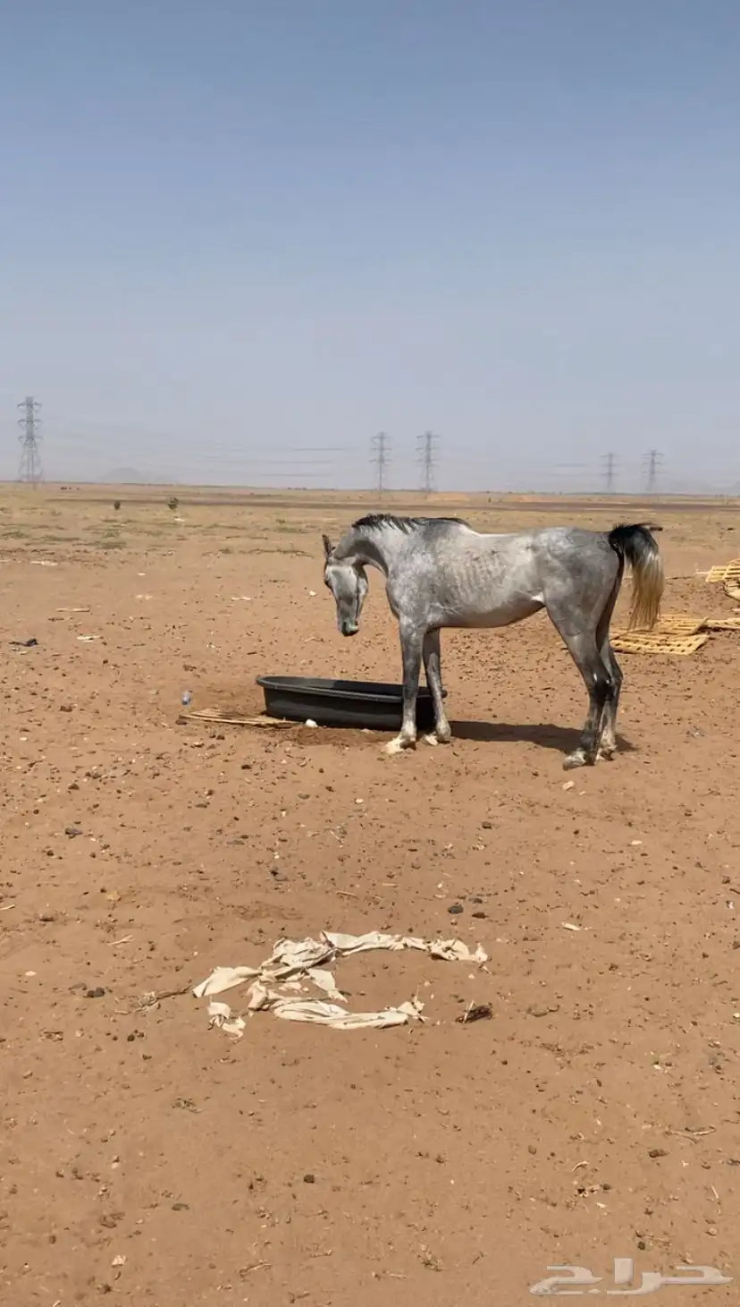 حصان قطعه فاخره شعبي الحد 5000 0