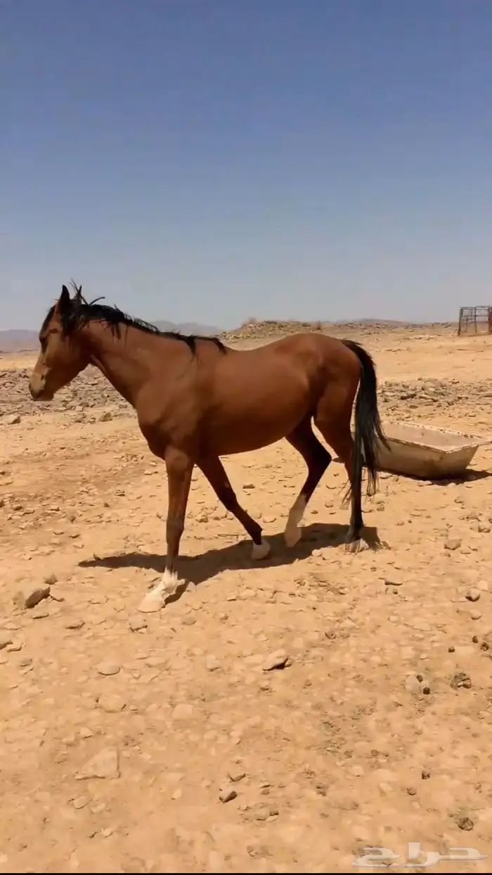 حصان مدرب طيب من جميع الامراض وا سنه ثلاث سنوات 0